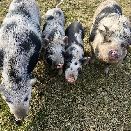 Lägenhet Hajovna Svahova Bolebor