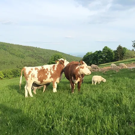 Lägenhet Hajovna Svahova